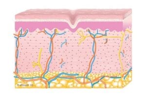 diagram of skin layers