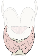 thyroid