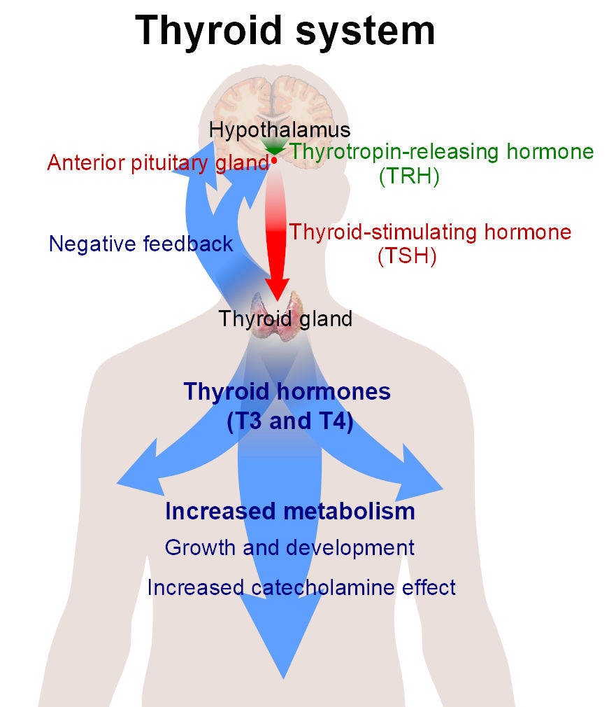 Diagram of the thyroid system