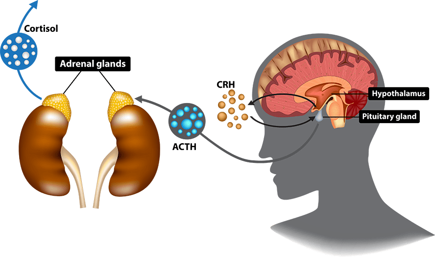 adrenal function testing infographic