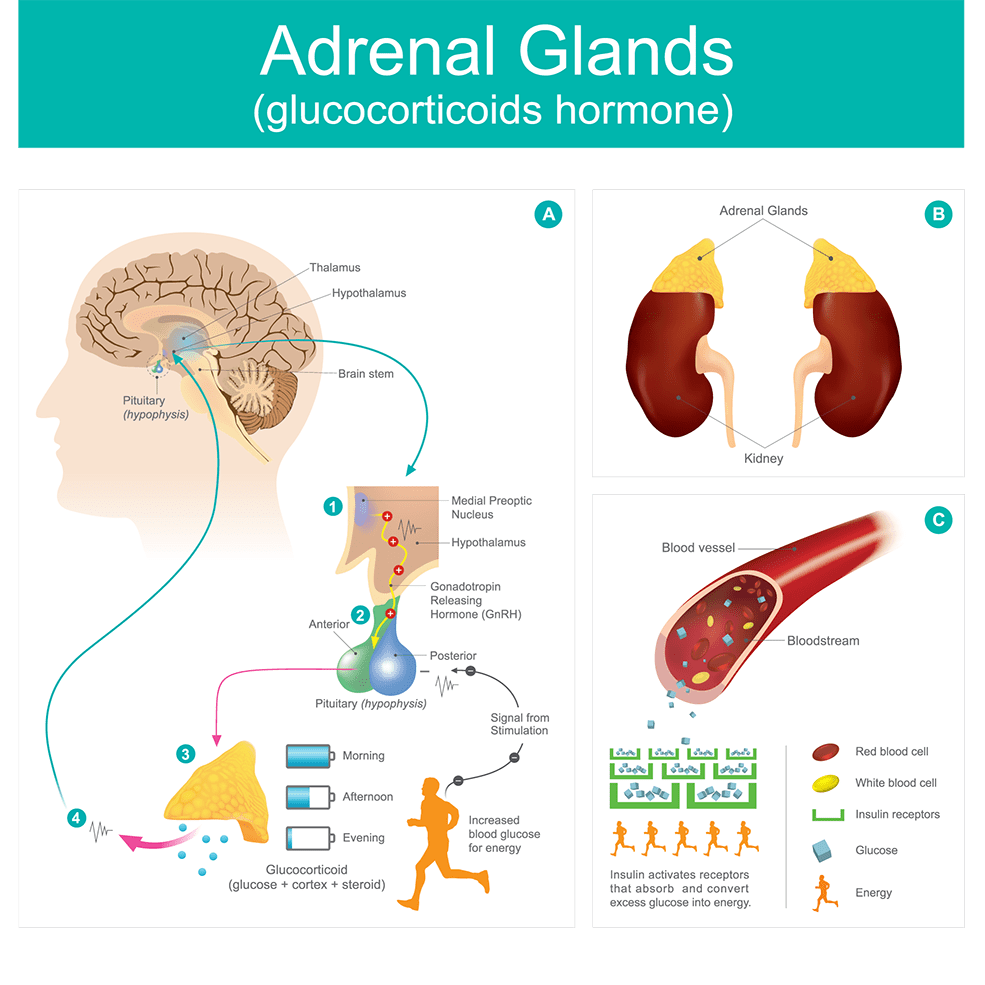 adrenal function testing infographic