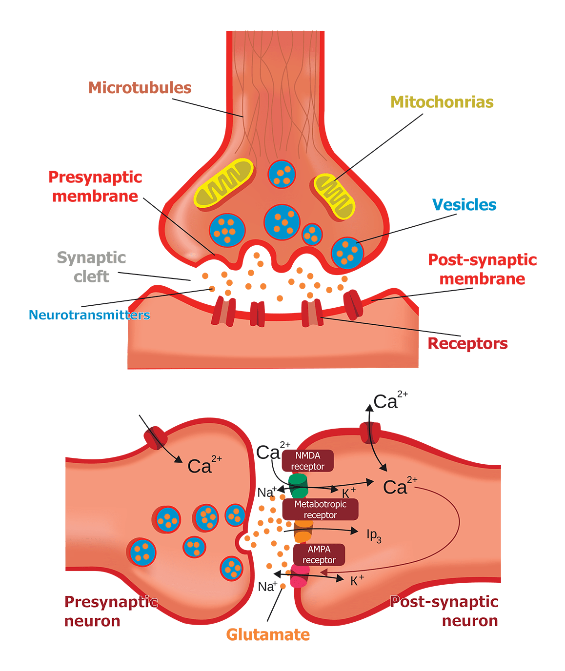 neurotransmitter infographic