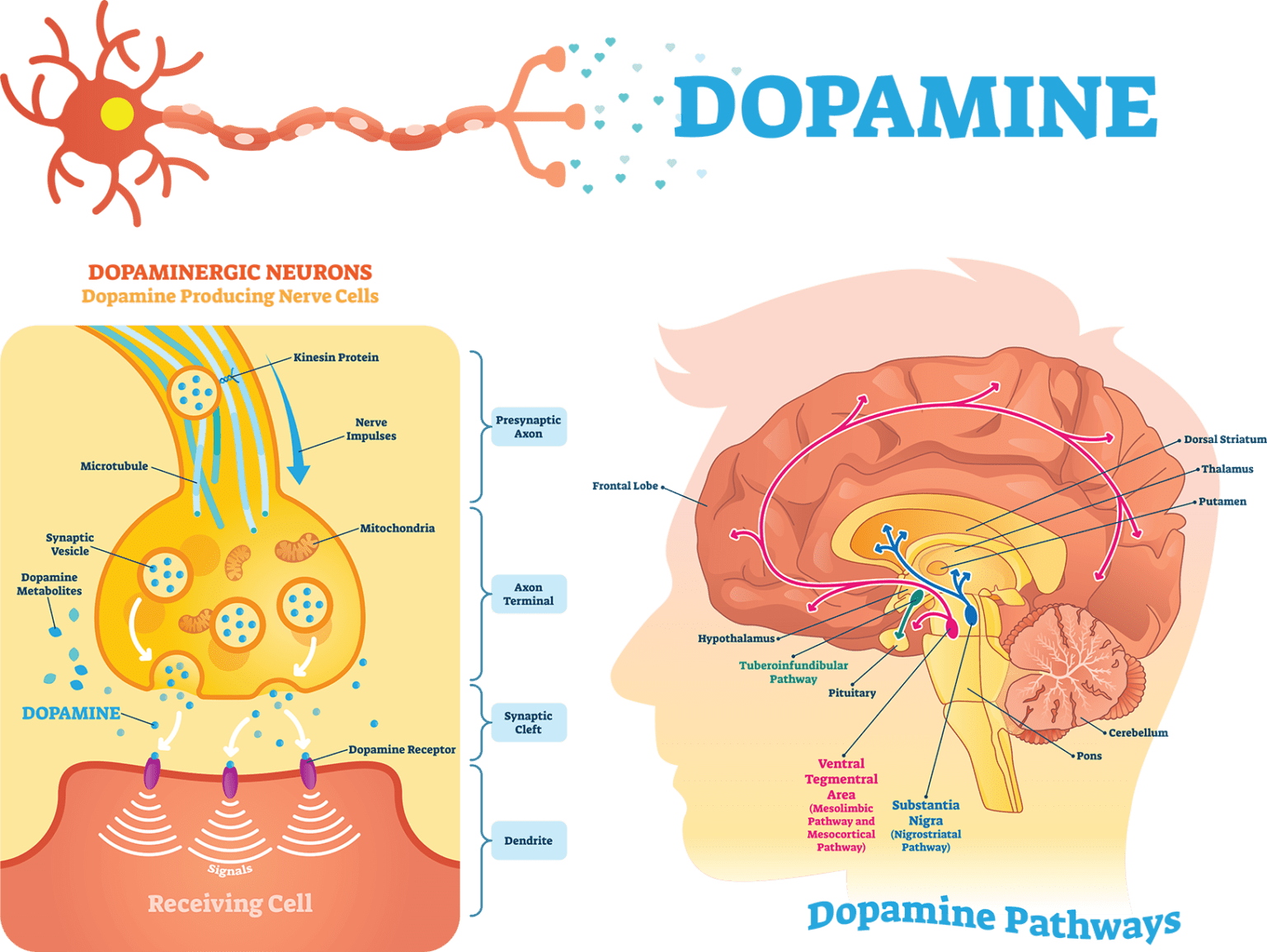 neurotransmitter infographic