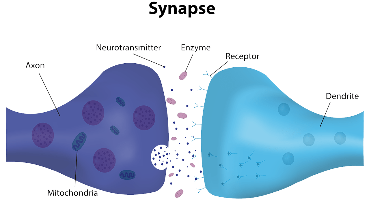 neurotransmitter infographic
