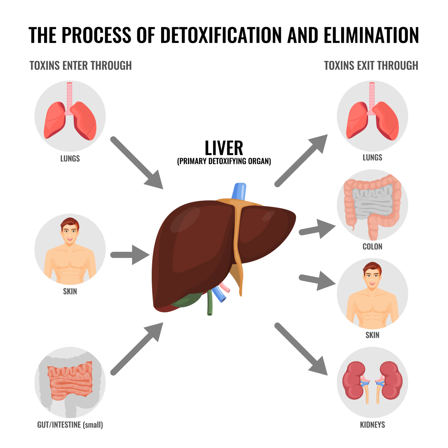 liver info graphic