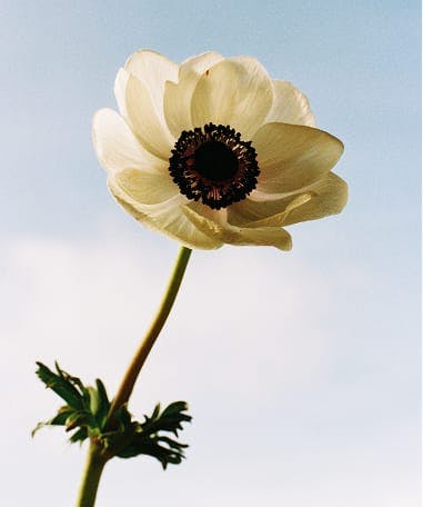 white Anemone flower