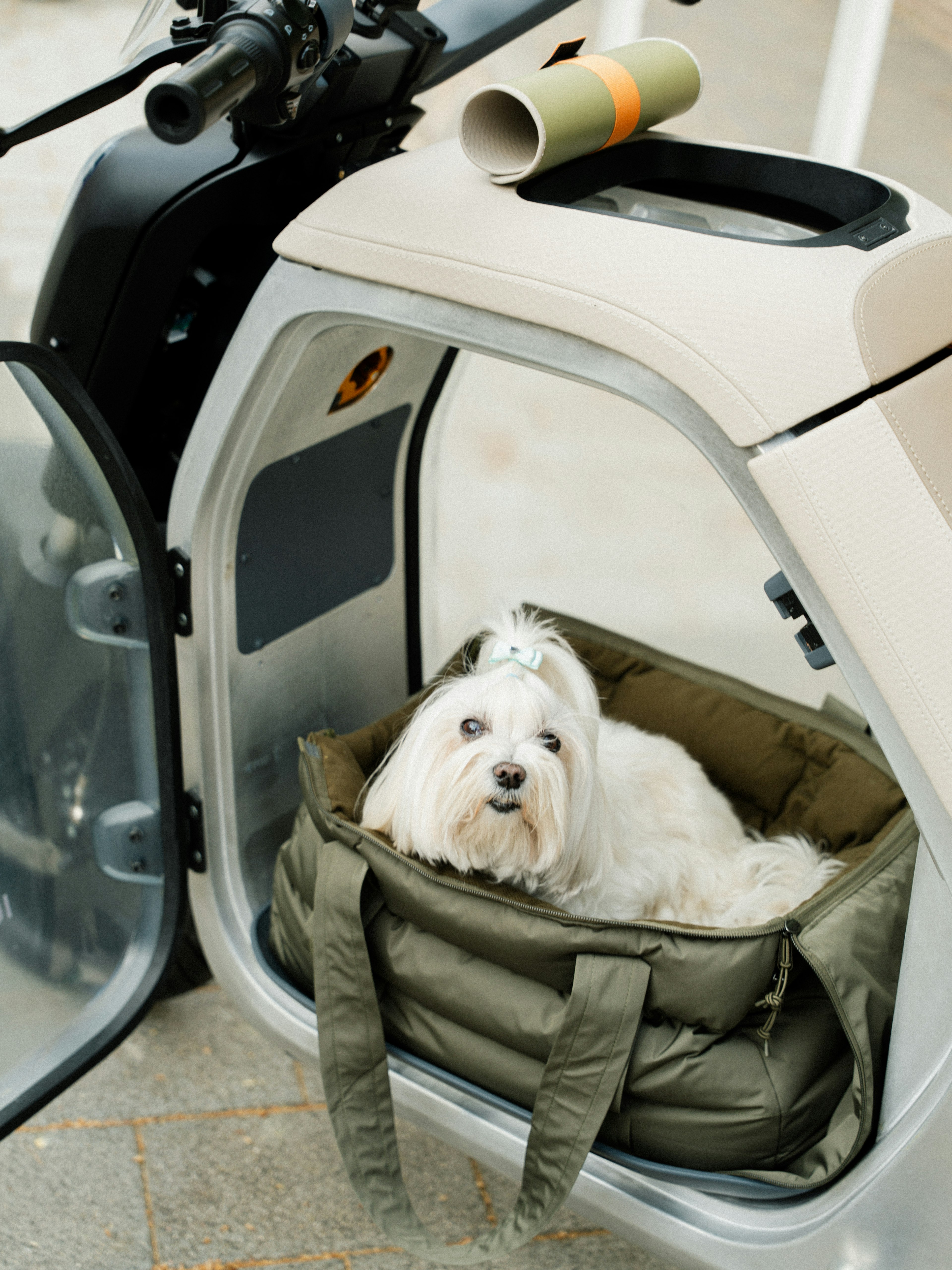 Bring your dog with you