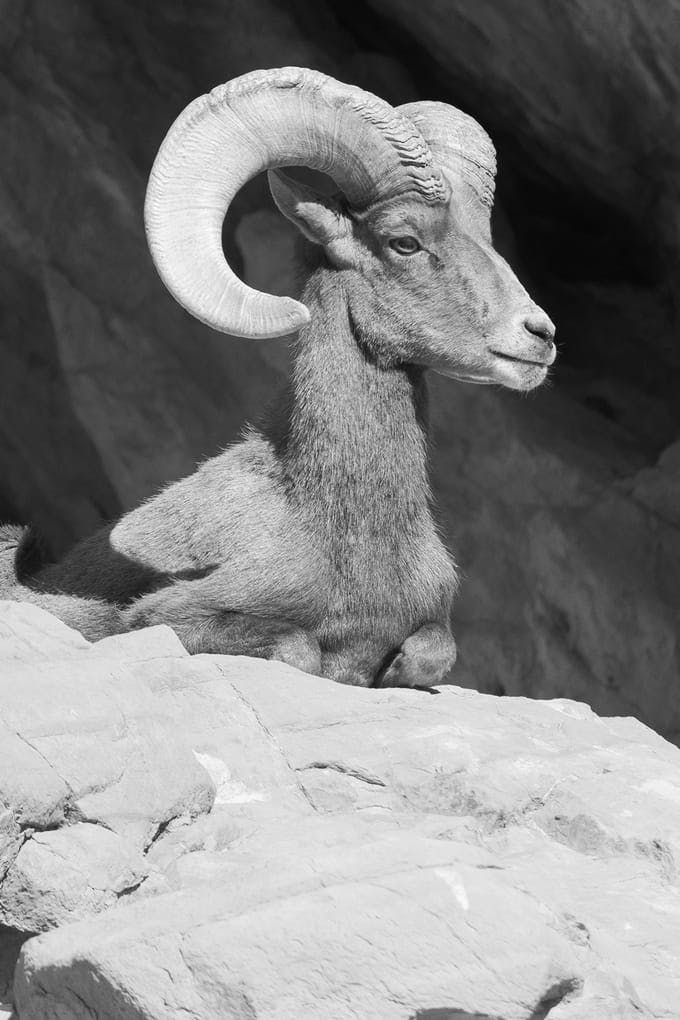 A ram laying on a rock