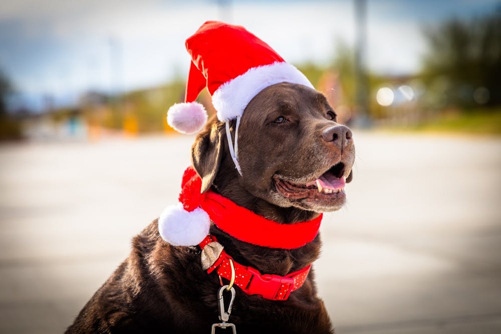 Dog dressed up for christmas