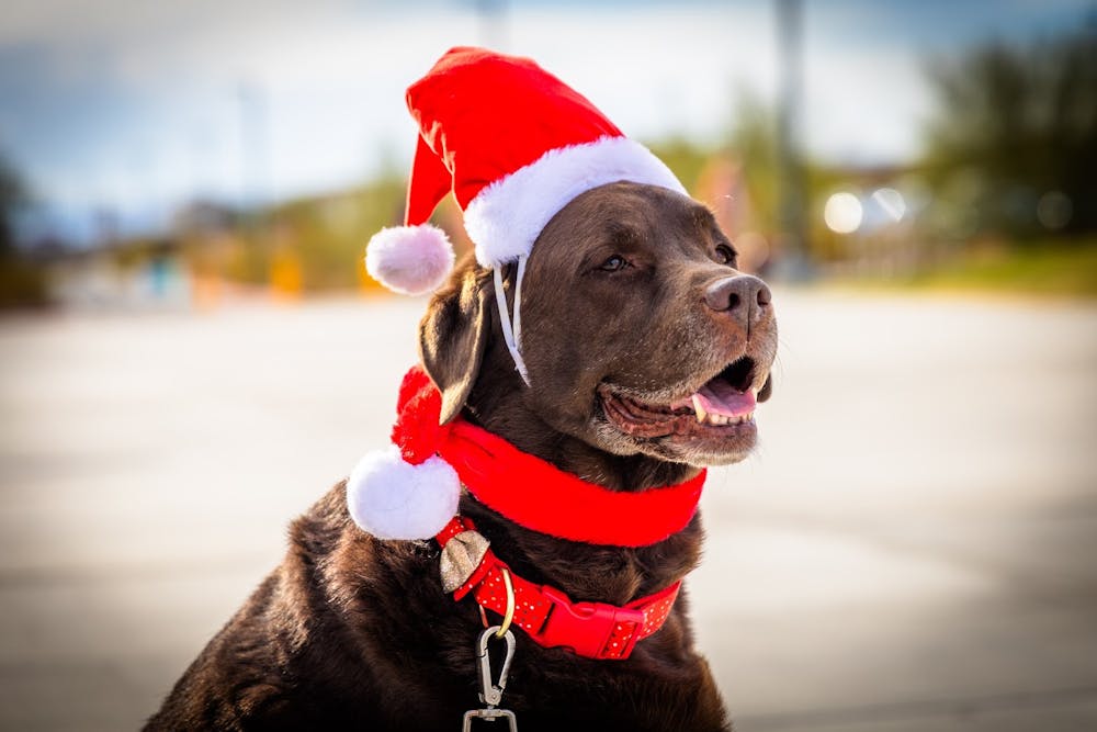 Dog dressed up for christmas