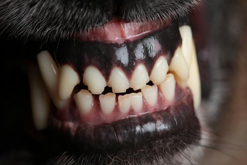 dog snarling