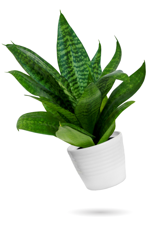 Paybright Canada, instore business, point of sale, online business, payment installment solutions, grow, household plant, higher conversions, high AOV