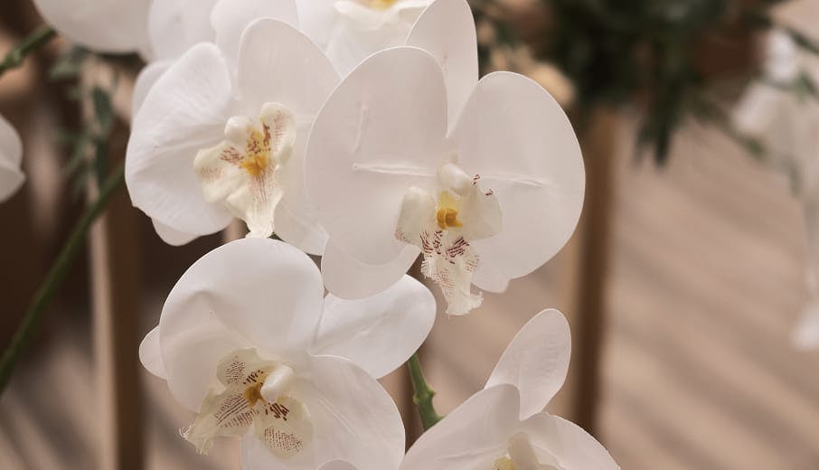 White orchids