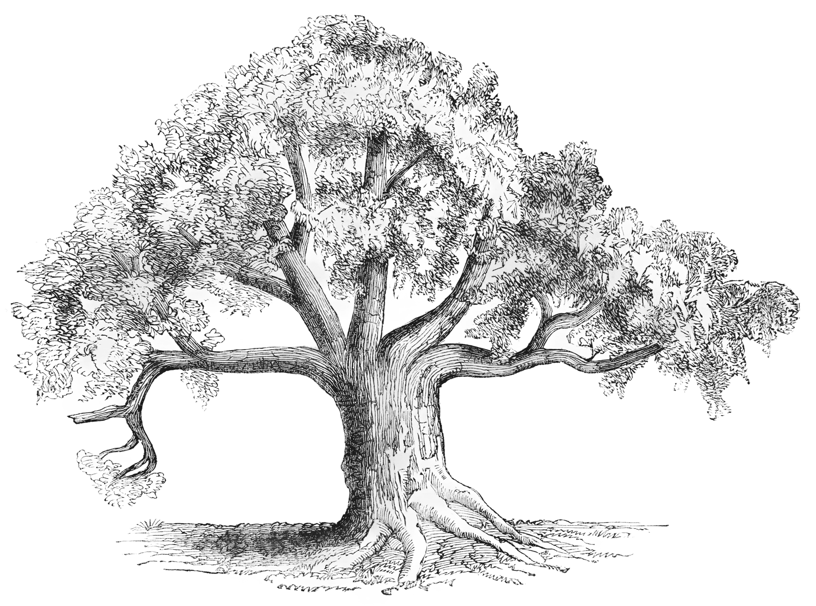 sketch of a tree