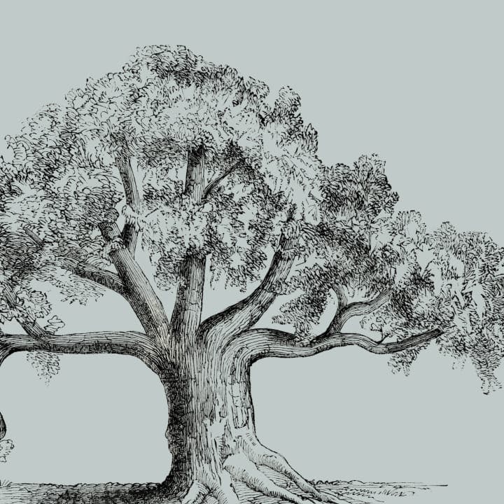 drawing of tree