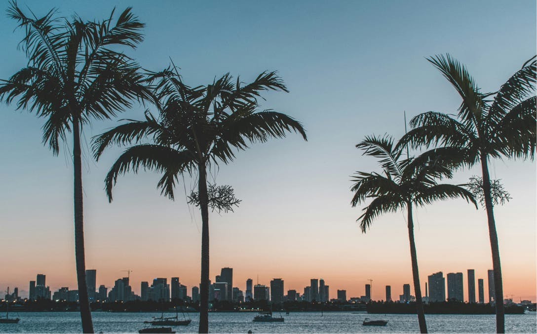 city skyline with palm trees near water
