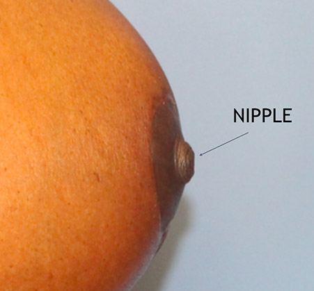 nipple