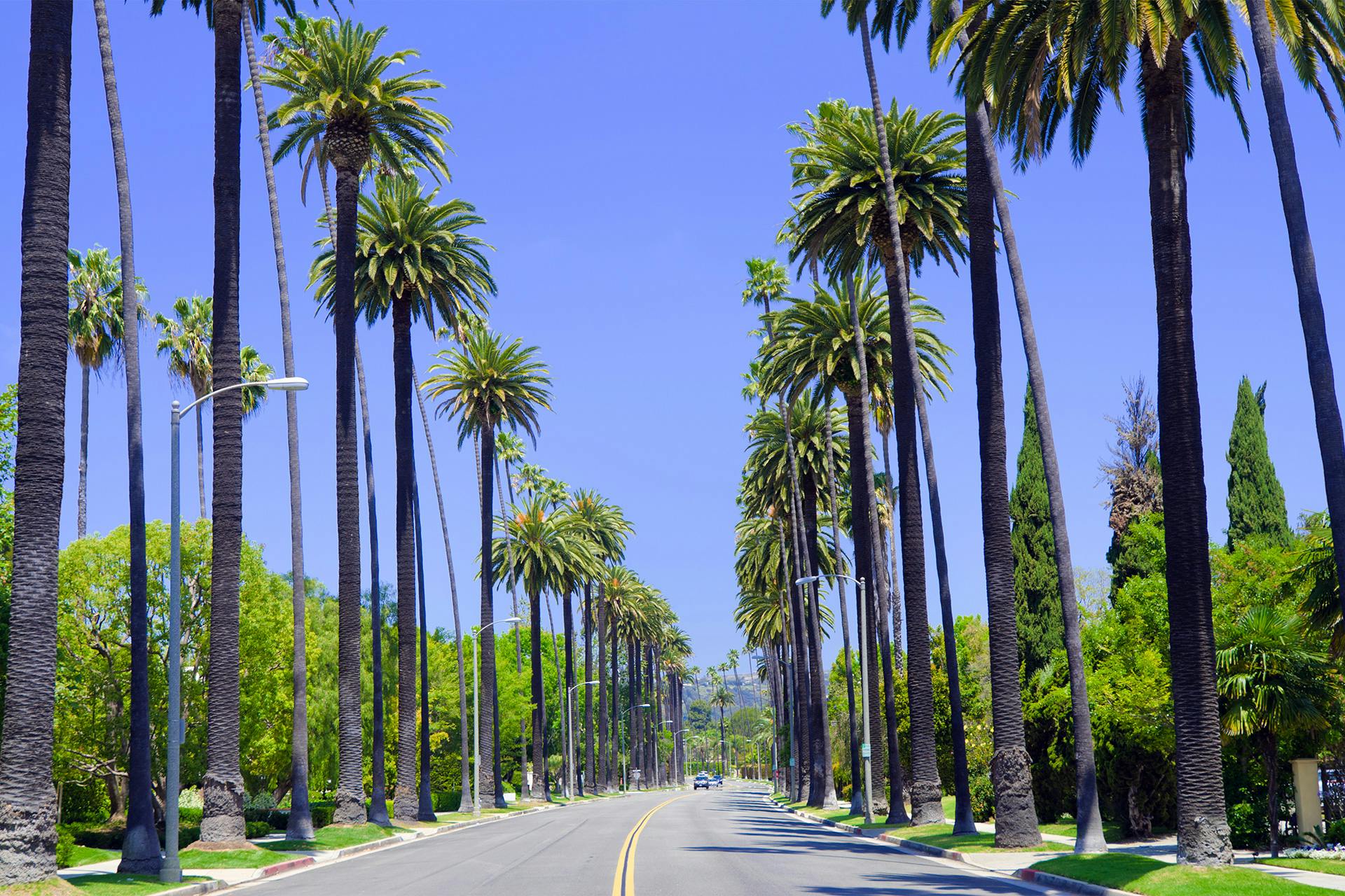 palm trees lining a street