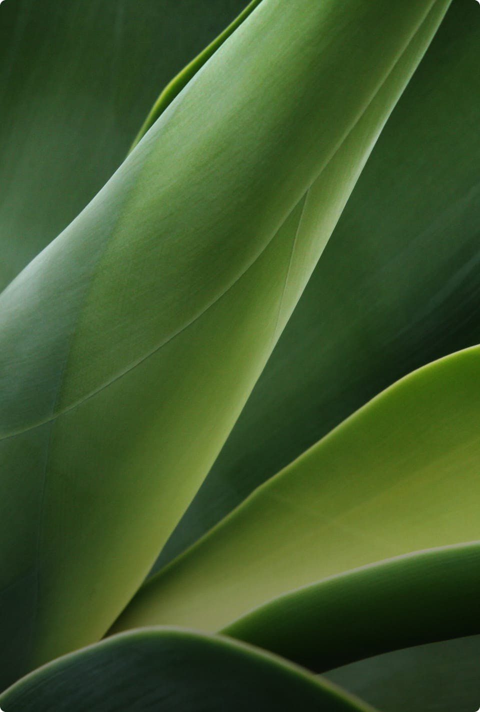 Close-up of a few leaves