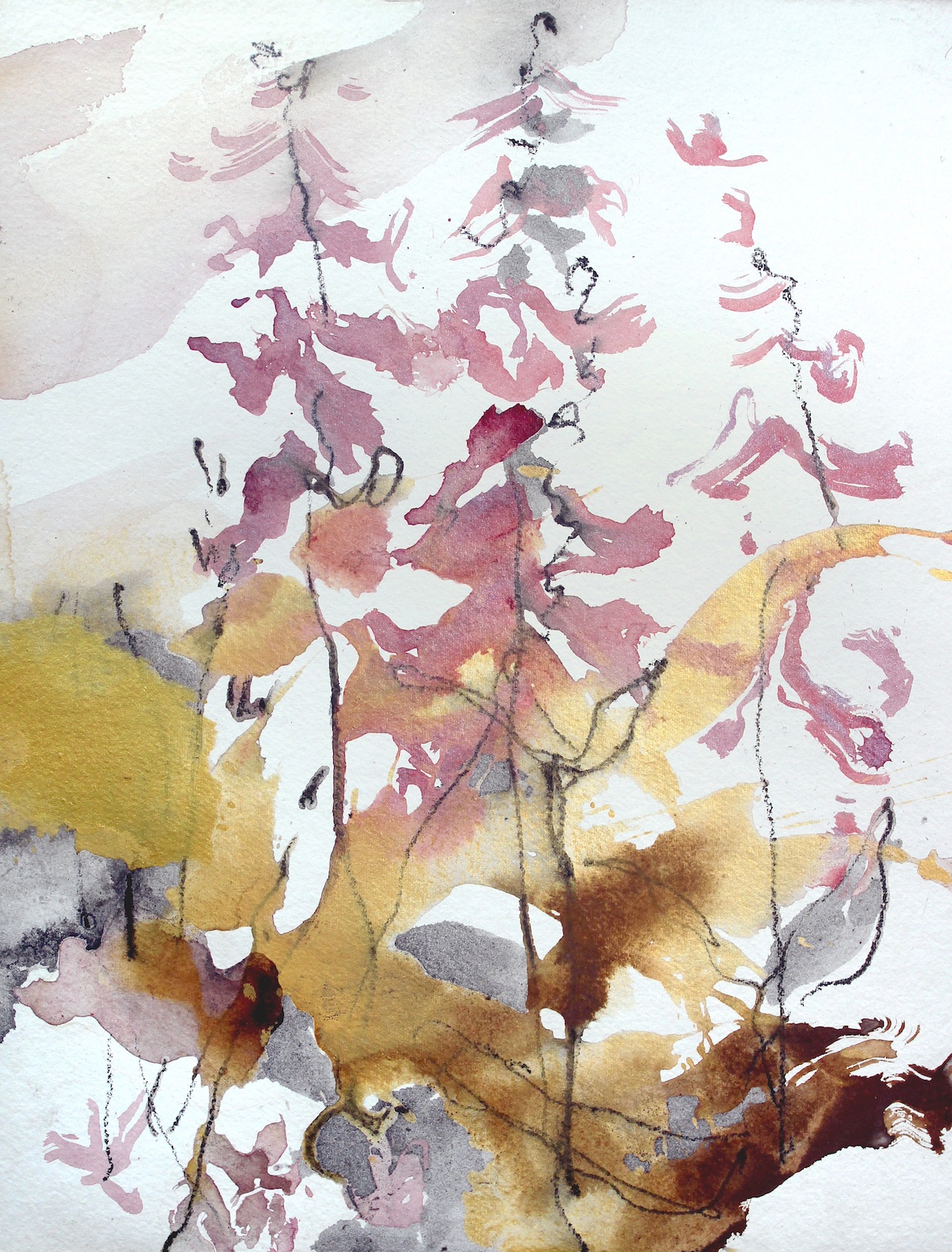 Digitalis In Lumine (Foxglove In Light)