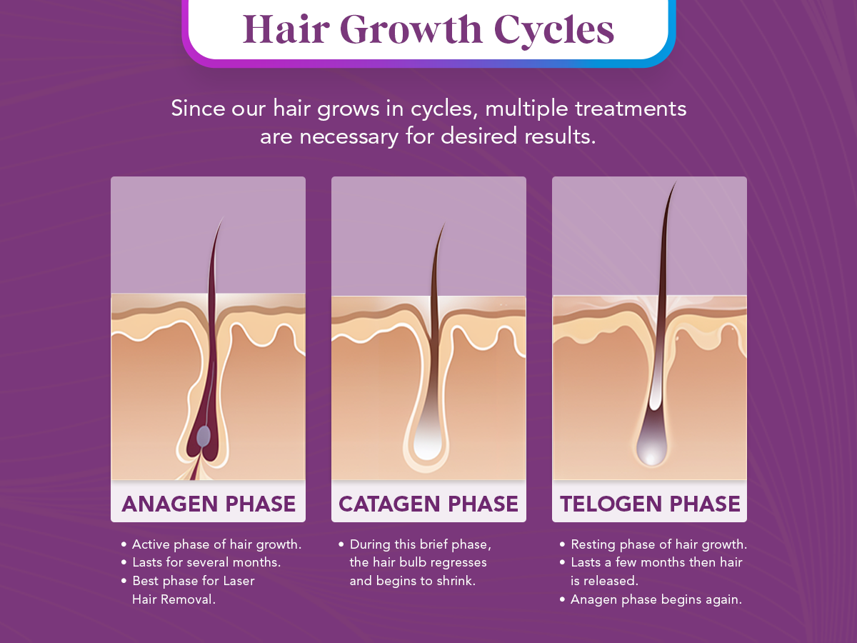 hair growth cycle infographic