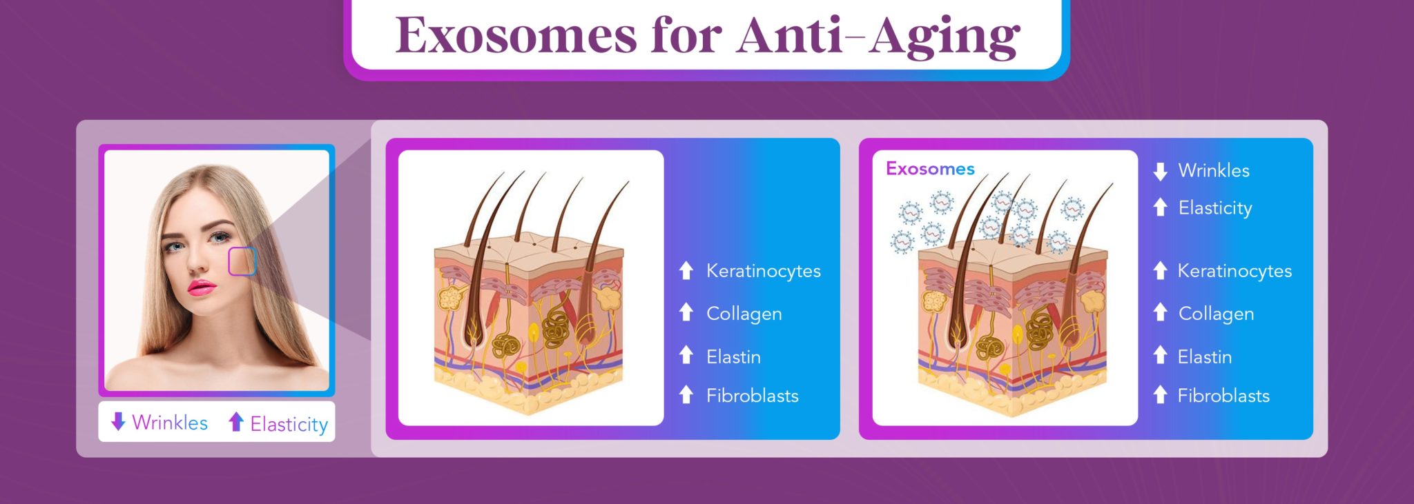 exosomes stem cells infographic