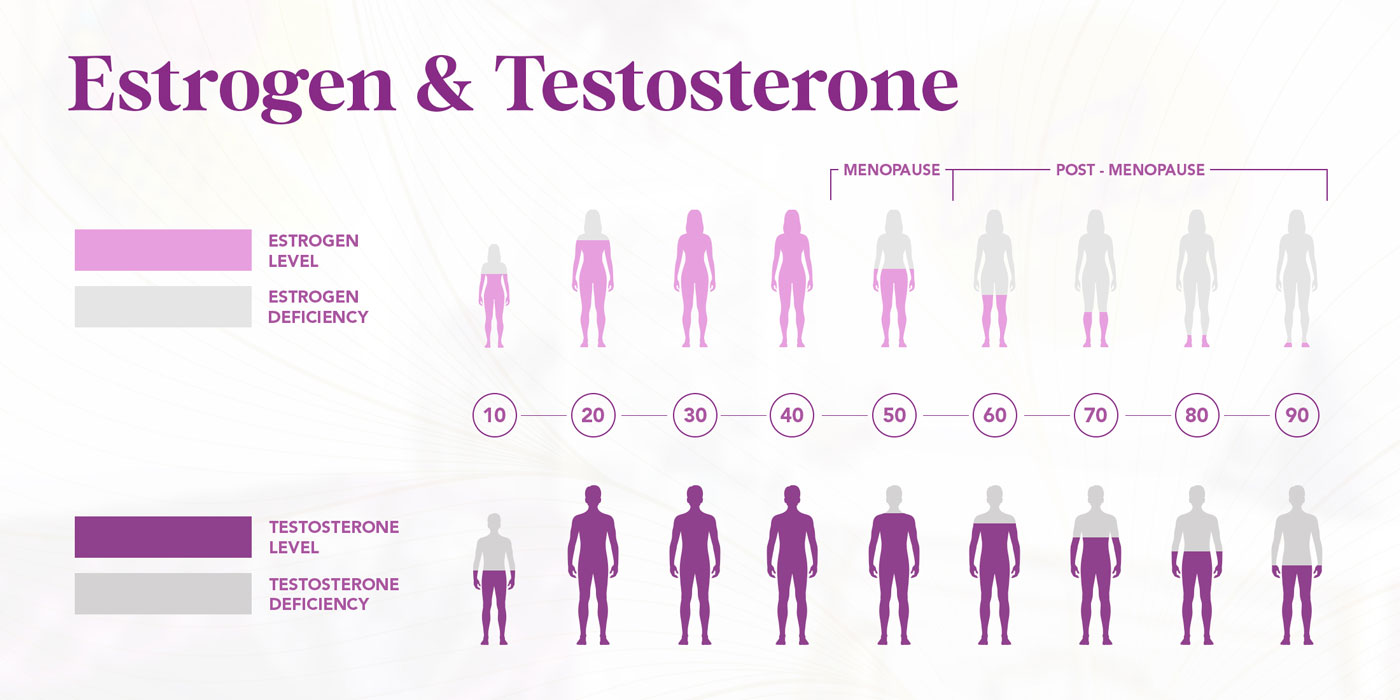 estrogen and testosterone infographic