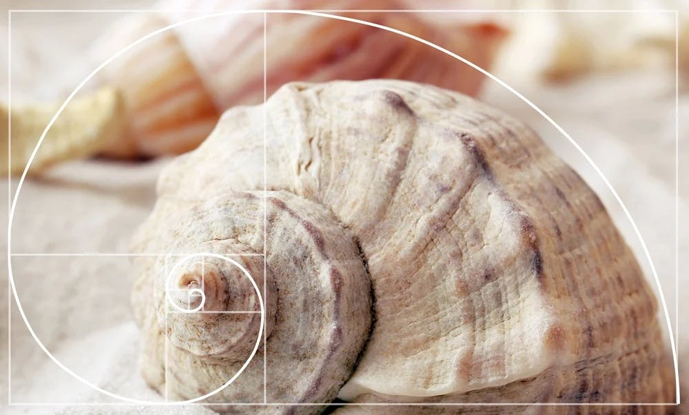 Fibonacci pattern on shell