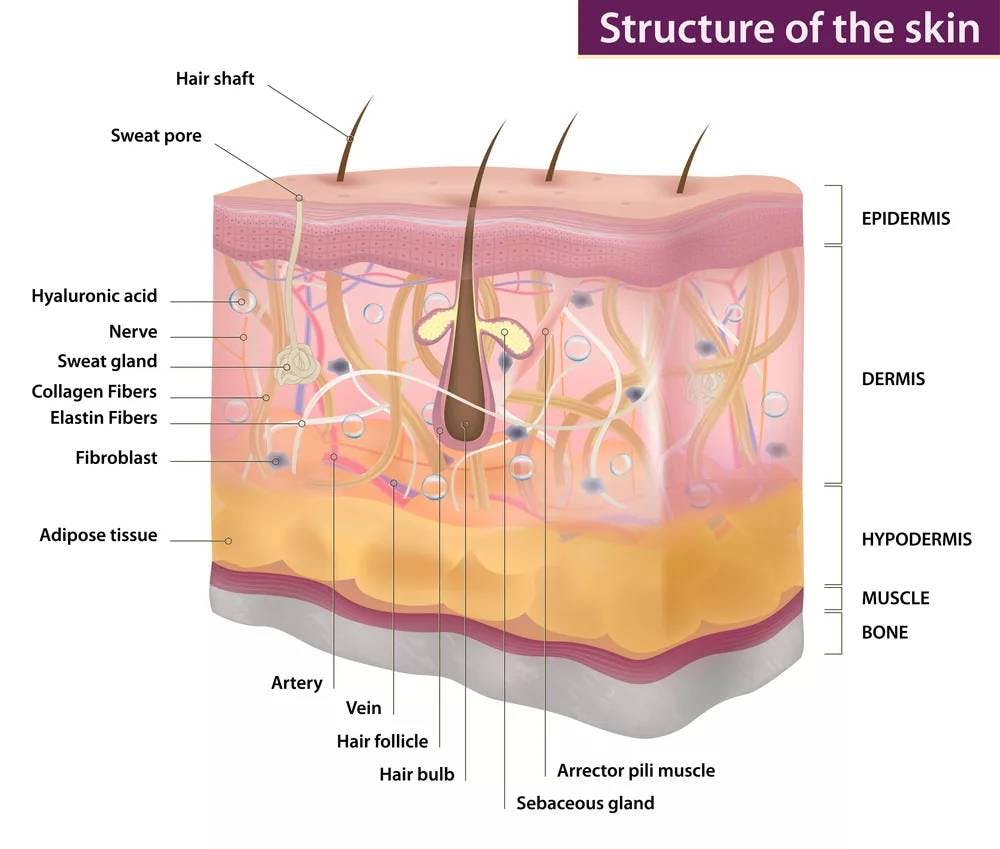 skin diagram