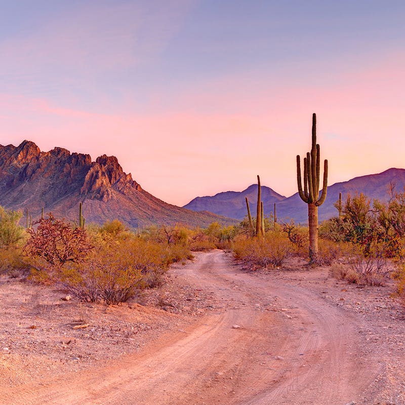 desert with cactus and mountains