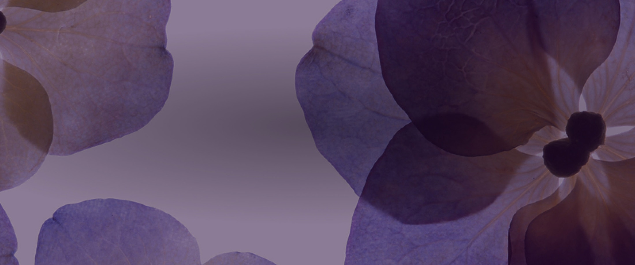 Banner media
