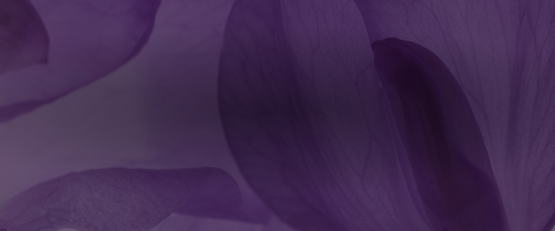 Banner media