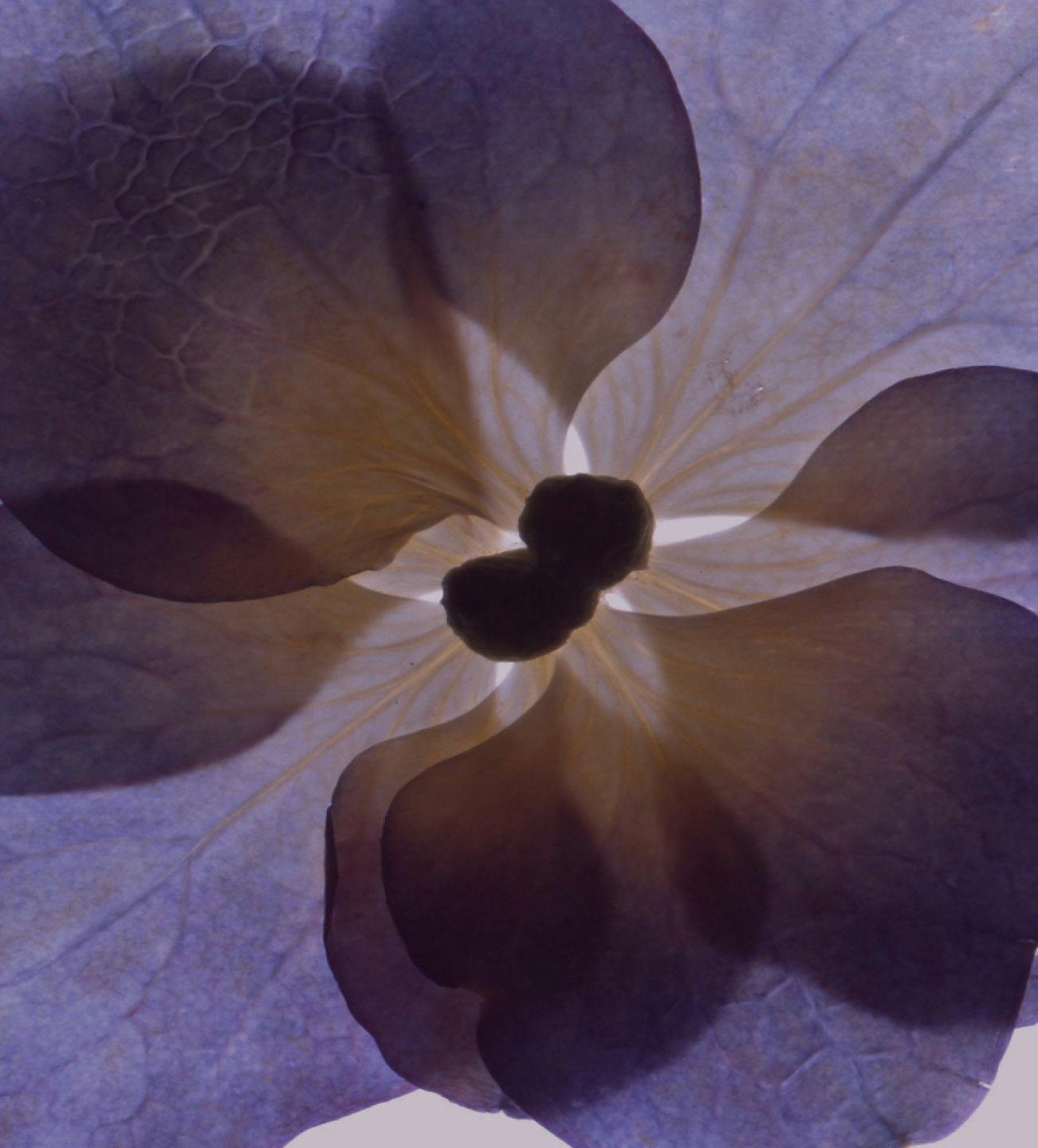 purple flower