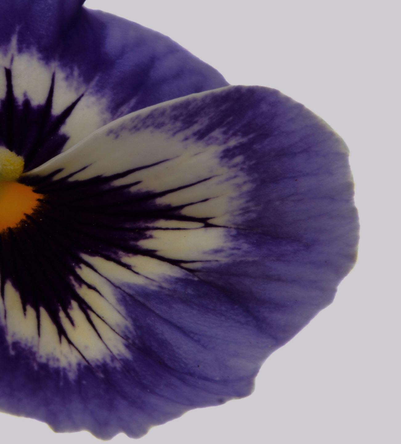 purple flower