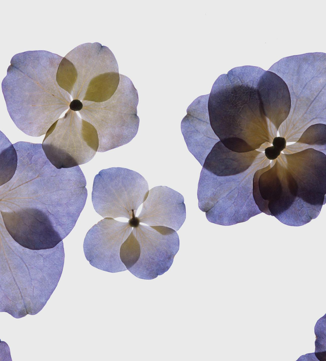 purple flower