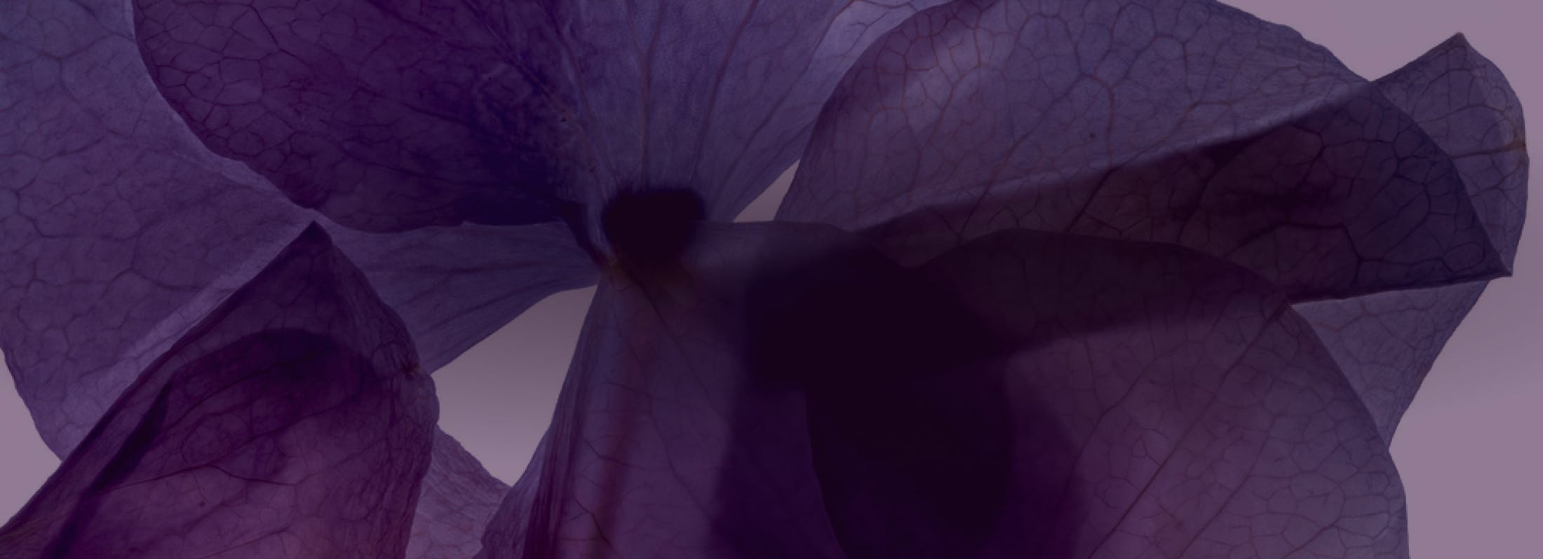 purple flower petals
