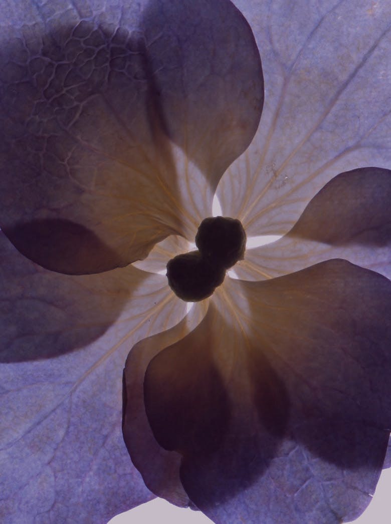 purple flower