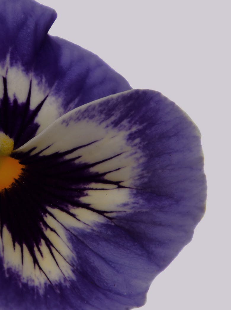 purple pansy