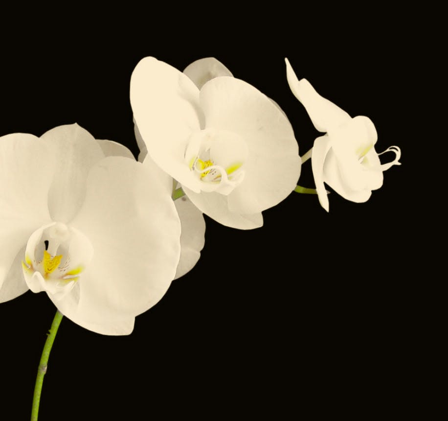 White Flowers