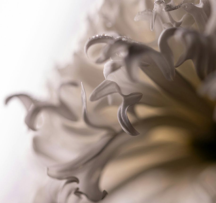 white flower