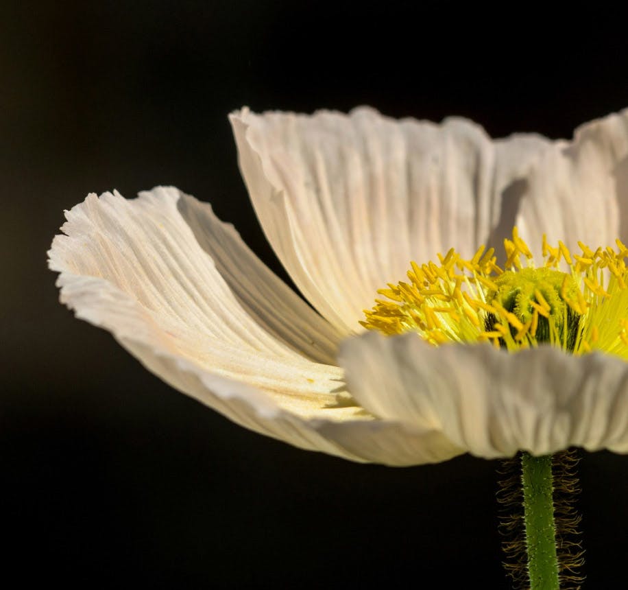 a white flower