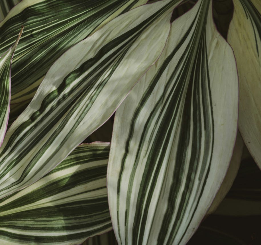 Green plant leaves
