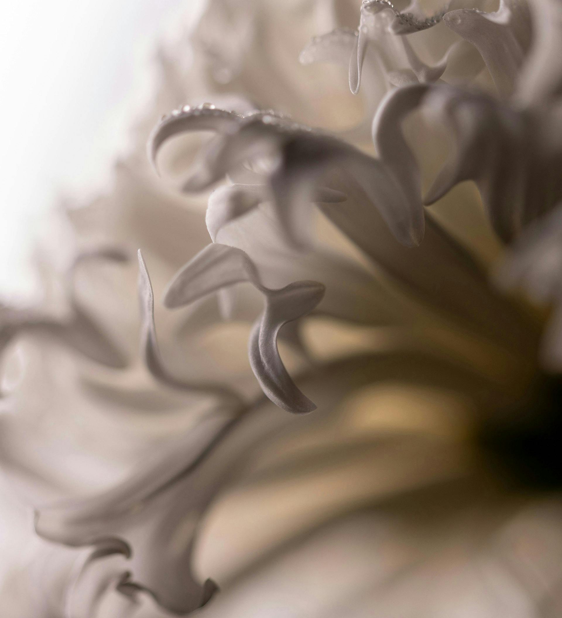 white flower