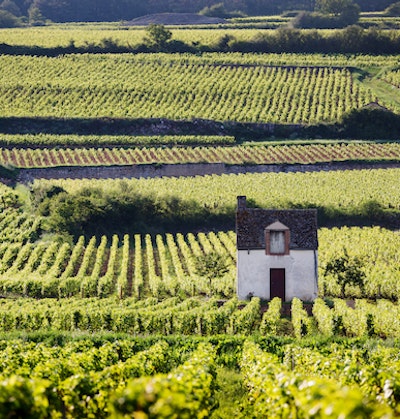Visionäre & Ikonen des Burgunds