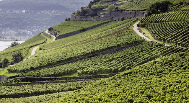 Die Komplexität des Rieslings