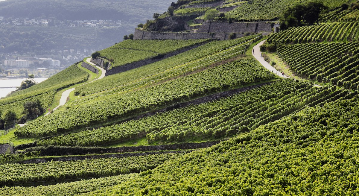 The complexity of Riesling