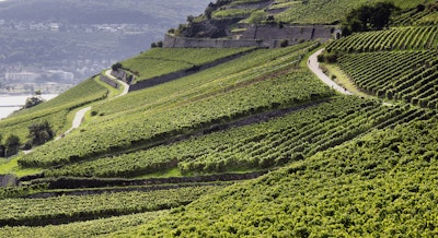 Die Komplexität des Rieslings