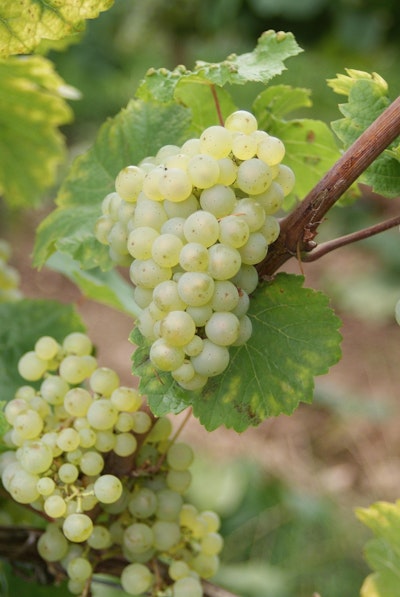 The Future of Riesling