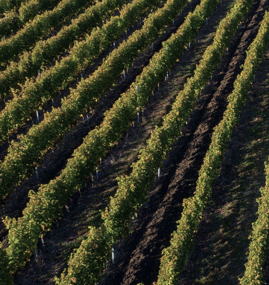 grape vines