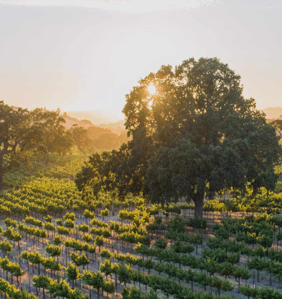 tree in a vineyard